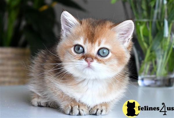 thechubbyfacedcat Picture 1